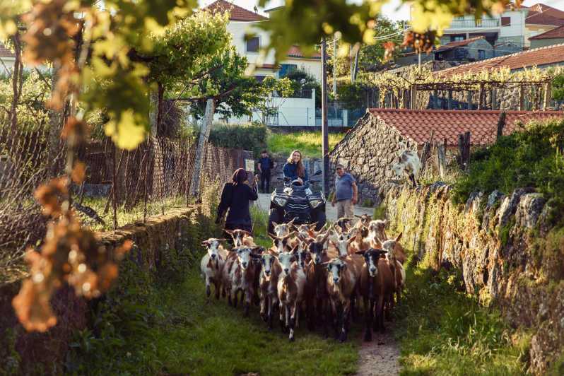2h Quad Tour • Arcos de Valdevez • Peneda Gerês - Forests, green farmland, and restored medieval bridges along the loop