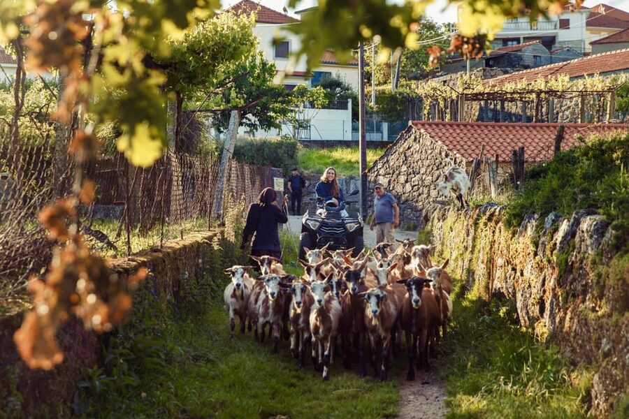 2h Quad Tour • Arcos de Valdevez • Peneda Gerês - Wild animals: high odds, but keep your expectations realistic