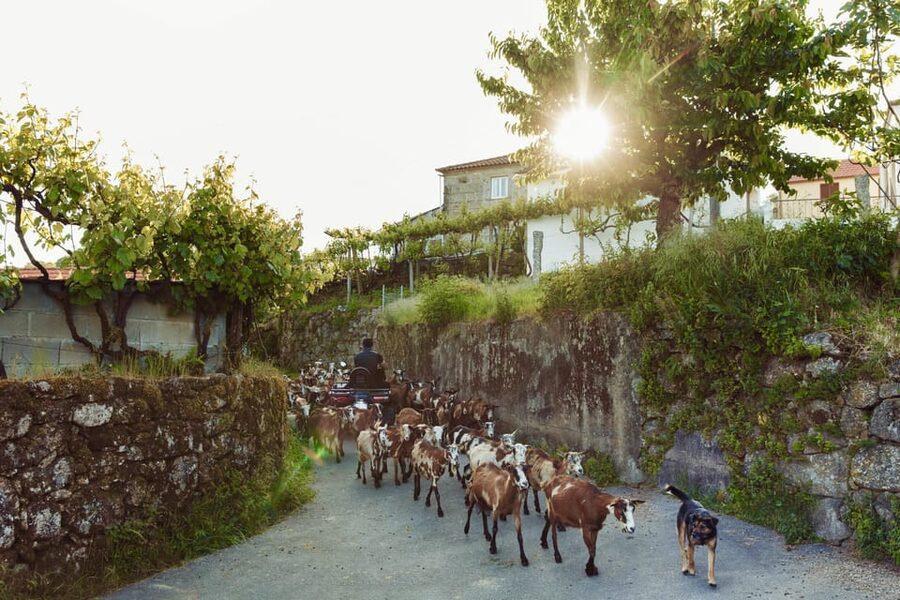 2h Quad Tour • Arcos de Valdevez • Peneda Gerês - Pricing and value: $128 per group up to 2 for a real off-road loop