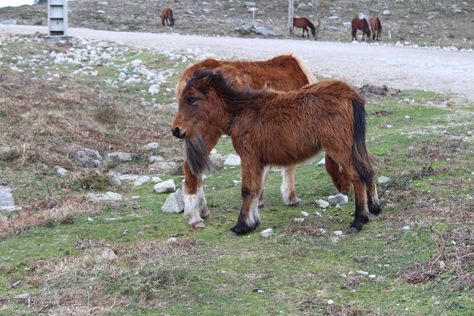 4X4 Tour - Discovering Serra d´ Arga - Rural Villages in Serra dArga: Traditional Buildings and Everyday Culture