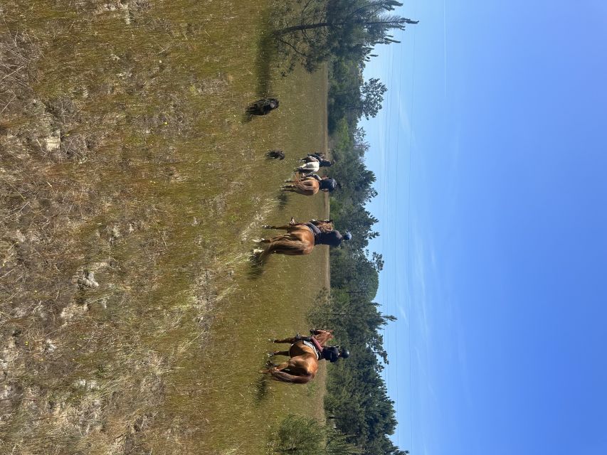 Aveiro: Horse Riding Experience with Instructor - Key highlights at a glance