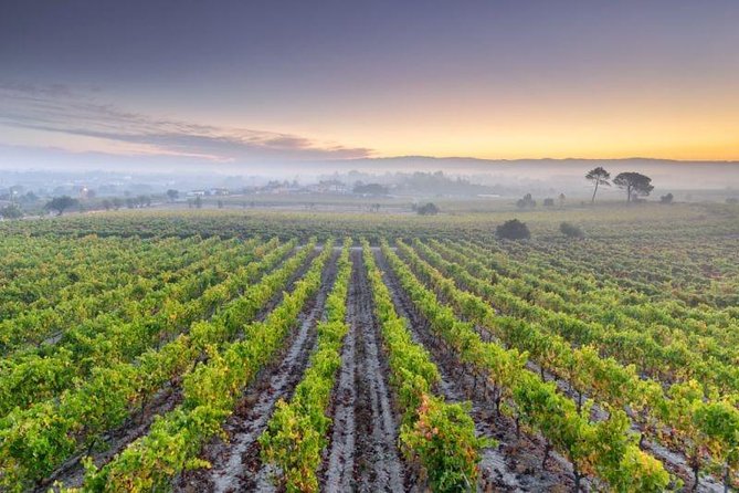 Bairrada Private Tour (Luso & Curia Villages) with Wine Tasting - A Day Trip That Mixes Wine Country and Thermal Towns