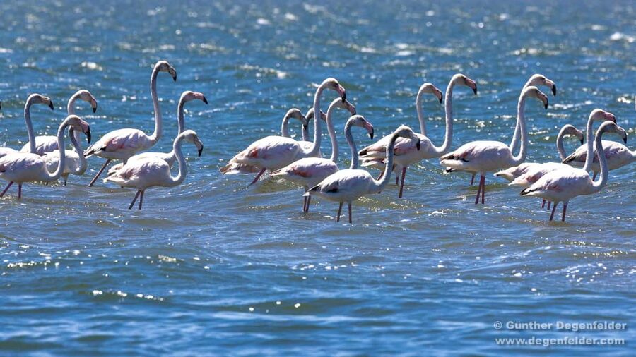 Birdwatching Solar Boat Tour Aveiro Lagon - Key things to know before you go