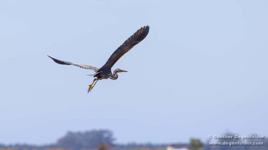 Birdwatching Solar Boat Tour Aveiro Lagon - Why a solar-powered boat keeps the Ria quiet