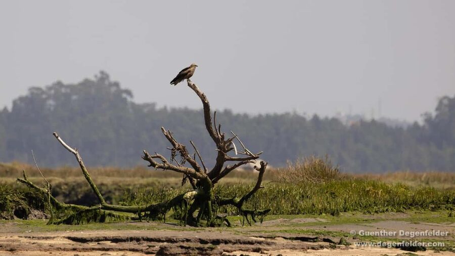 Birdwatching Solar Boat Tour Aveiro Lagon - Salty Aveiro and the wetland story behind birdwatching