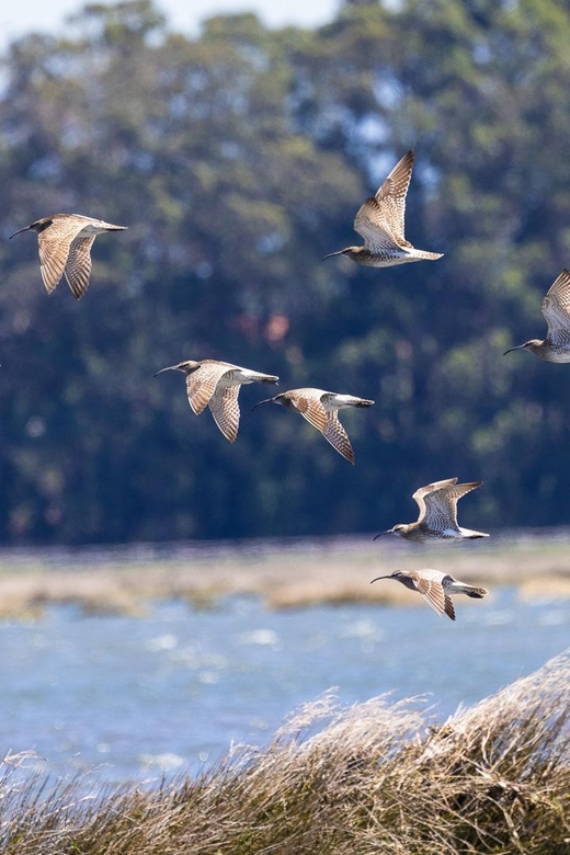 Birdwatching Solar Boat Tour Aveiro Lagon - The 92-minute wildlife window: what you do while you watch