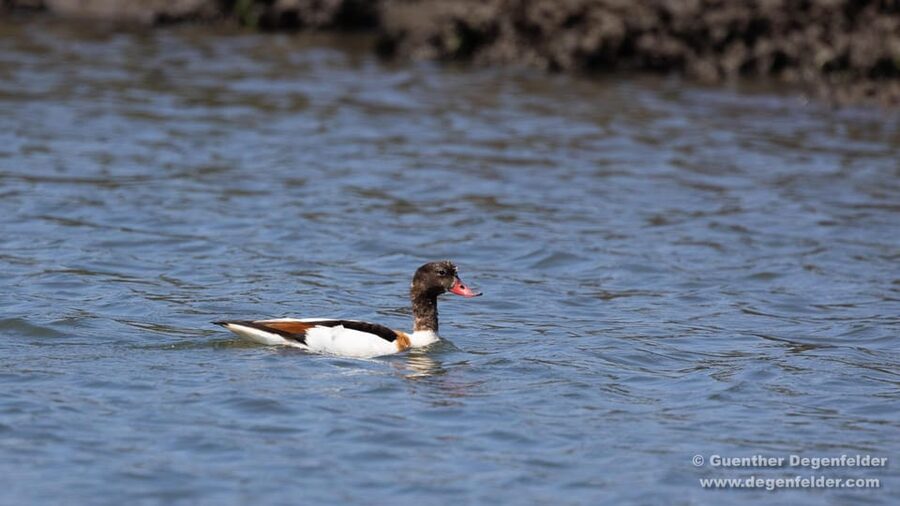 Birdwatching Solar Boat Tour Aveiro Lagon - Practical tips: shoes, timing, and how to make the most of low tide