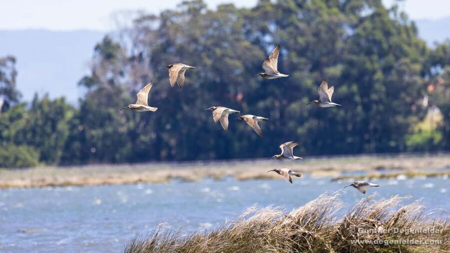 Birdwatching Solar Boat Tour Aveiro Lagon - Meet at Cais do Sal, right across from Ecomuseu Marinha da Troncalhada