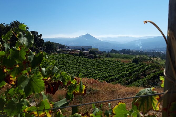 Classic Tasting | Quinta de Santa Cristina Vinho Verde - The small-group format, meeting at Veade, and timing that fits
