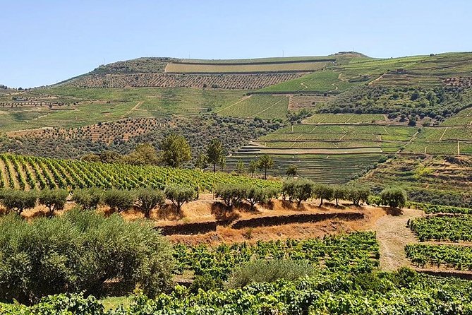 Complete Douro Valley Wine Tour with Lunch, Wine Tastings and River Cruise - The Stops Between: Road 222 and Short Photo Moments