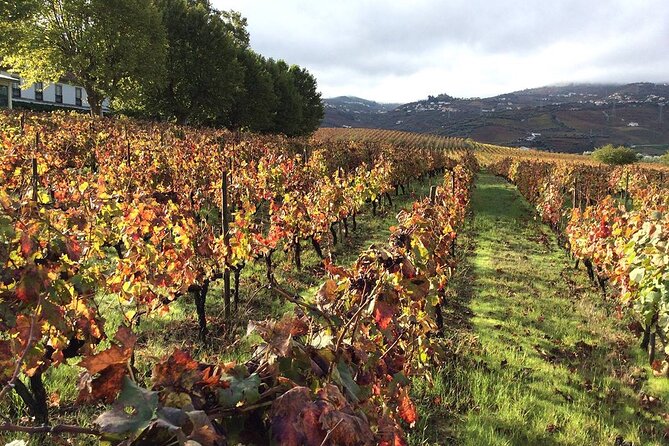 Douro: luxury walking tour with lunch at Quinta da Pacheca - The 2-hour guided walk around the estate, views plus effort