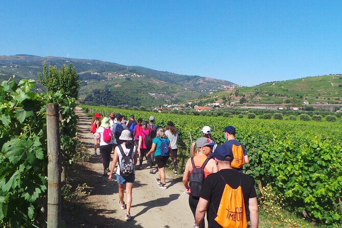 Douro: luxury walking tour with lunch at Quinta da Pacheca - Route stops through Lamego and Peso da Regua, what to watch for