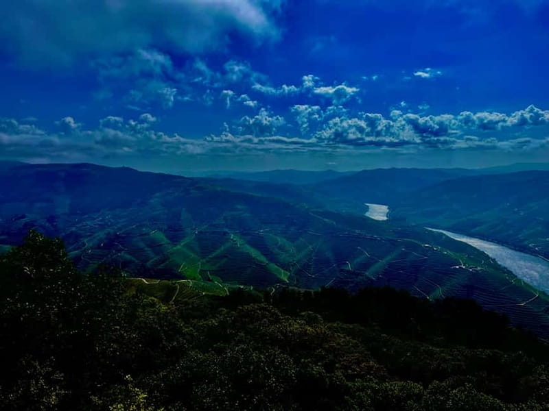 DOURO PREMIUM - Vineyard visit time, Port plus award-winning DOC wines, and olive oil tasting