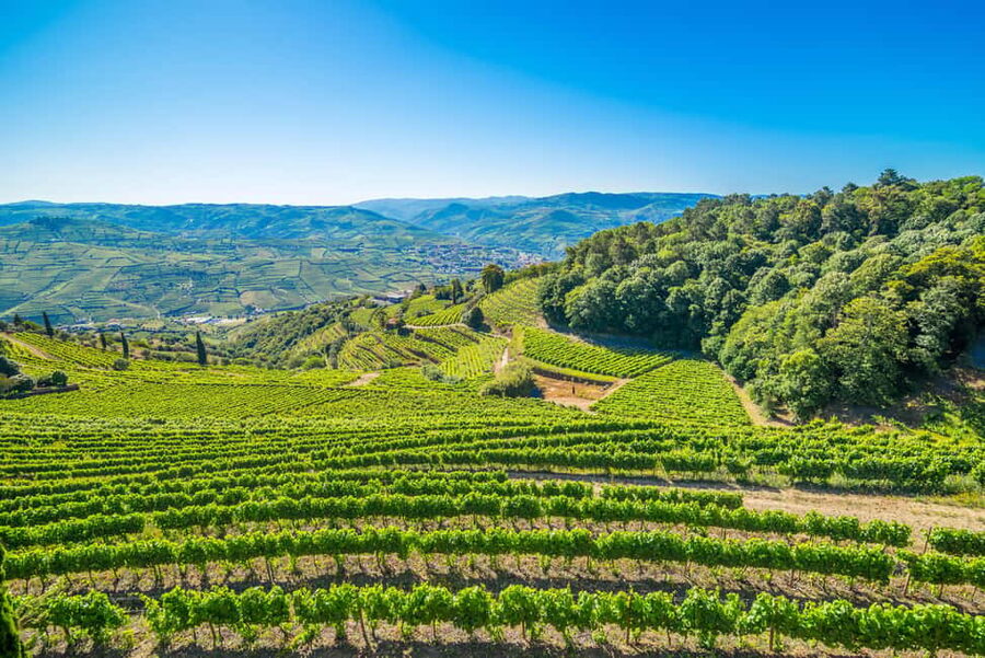Douro: Quinta de Santa Júlia Lunch, Tour, & Wine Tasting - Practical tips to make your day smoother