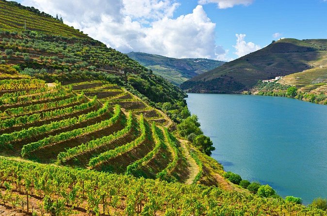Douro Valley Delights Wine Tasting and Scenic Vistas - Quinta do Tedo: organic practices and panoramic views