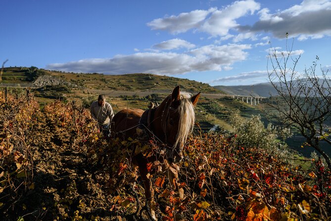 DOURO VALLEY: Lunch in a winery, tastings & 1-h private boat tour - Winery time in Pinhão and Peso da Régua: tastings that feel personal