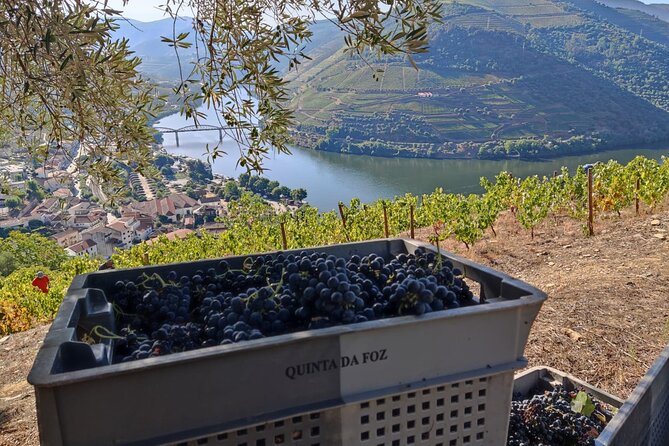 Douro Valley Pinhao Quinta da Foz Tour and Tasting 5 Wines - Timing and Value: A 1 Hour Private Tasting in Douro Valley
