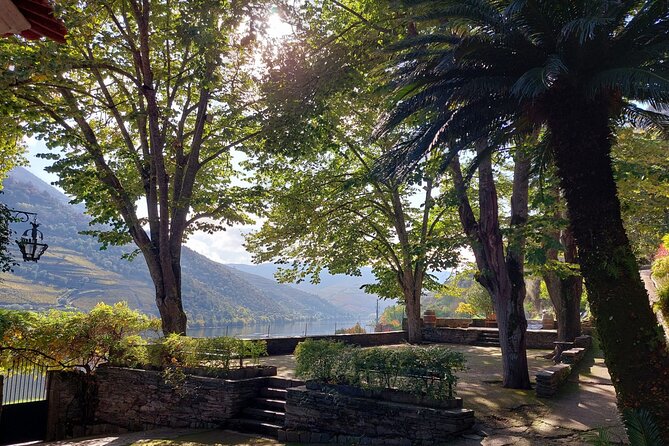 Douro Valley Pinhao Quinta da Foz Tour and Tasting 5 Wines - The Walk to Old Vines and the Extra Virgem Olive Oil Moment