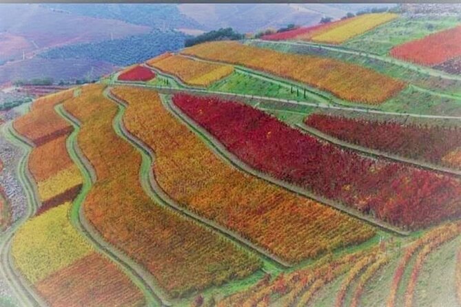 Douro Valley Premium with wine tasting lunch and boat - Second Sabrosa Farm Tour: Moscato, Honey, and Almonds