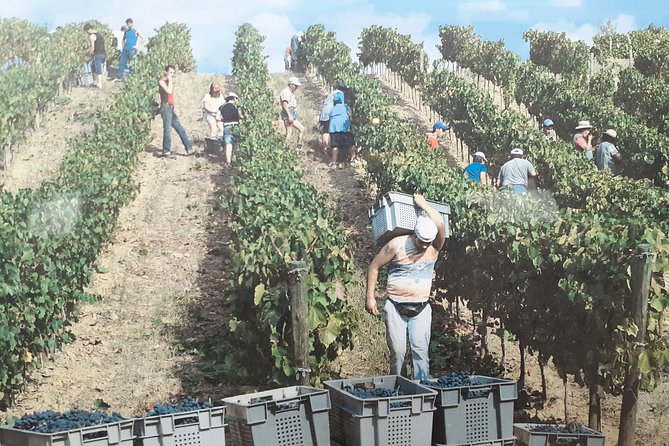 Douro Valley Premium with wine tasting lunch and boat - Miradouro Torguiano Photo Break and EN 222 Views