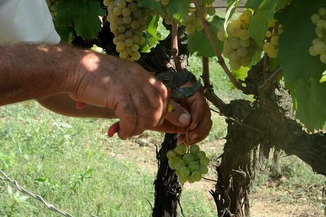 Douro Valley Premium with wine tasting lunch and boat - How to Make the Wine Day Feel Easy (Not Like a Tasting Marathon)