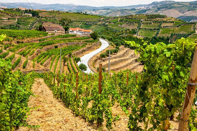 Douro Valley Private Day Trip including Boat Ride & Wine Tasting - Quinta do Infantado: the family winery tasting that puts names to the wines