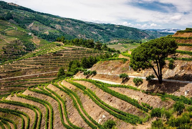 Douro Valley Private Day Trip including Boat Ride & Wine Tasting - Price and value: what you’re paying for at $325.32 per person