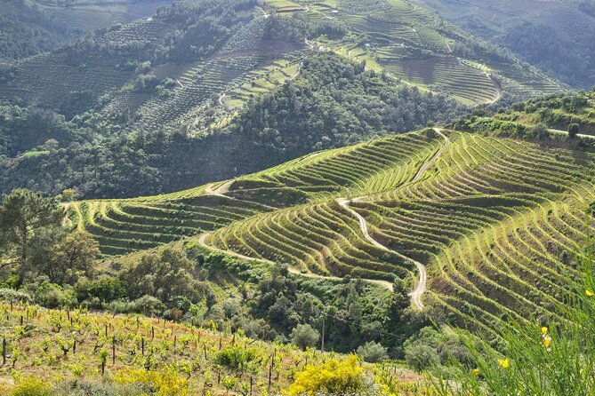 Douro Valley private tour full day - Stop 4: The 1-hour Douro boat ride with Companhia Turística do Douro