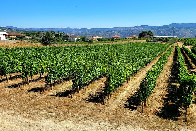 Douro Valley Private Tour (winery + boat + viewpoint) - The 1-Hour Rabelo Boat Ride on the Douro