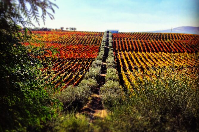 Douro Valley — Private UNESCO Wine & Cultural Experience - Northern Pathways highlights you will care about