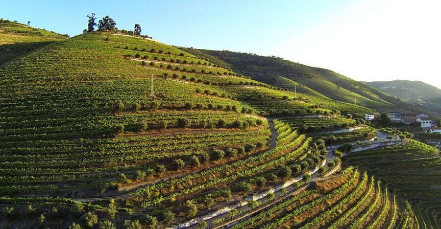 Douro Valley: Quinta de S. Luiz Winery Tour and Tasting - Key things to look forward to