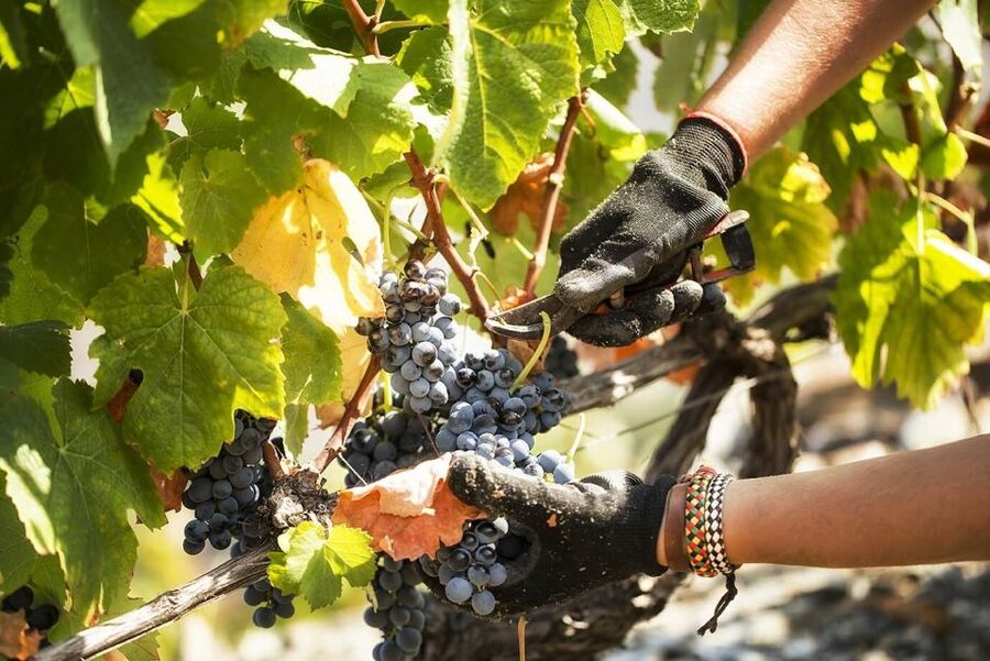 Douro Valley: Quinta de S. Luiz Winery Tour and Tasting - Quinta de S. Luiz: Why this 1 hour Port stop feels worth your time