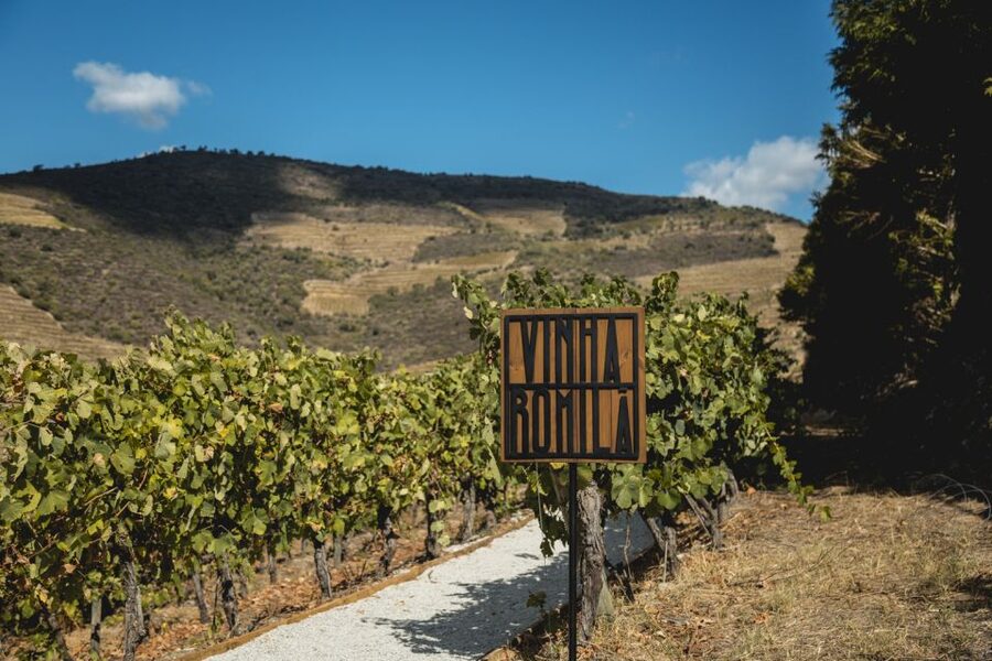 Douro Valley: Quinta de S. Luiz Winery Tour and Tasting - Terrace S. Luiz: when the view is part of the tasting
