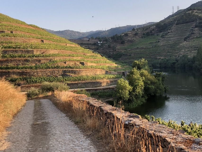 Douro Valley: Quinta do Tedo Wine Experience with Picnic - Views, shade, and that private group comfort