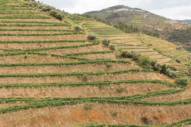 Douro Valley: Real Small-Group, Wine Tasting, Lunch & Boat - Lunch in the Douro: Meat, Fish, or Vegetarian Choices