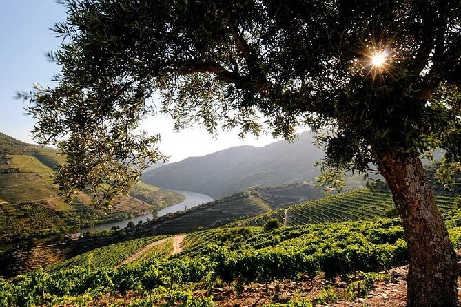 Douro Valley Small-Group Tour: 2 Wineries, Lunch, Optional Cruise - Lunch included: a traditional meal, planned into the route