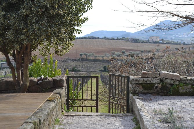 Douro Valley Tour: 2 Vineyard Visits, River Cruise, Winery Lunch - Stop 1 in Lamego: Family Vineyard Tasting and Terraced Views