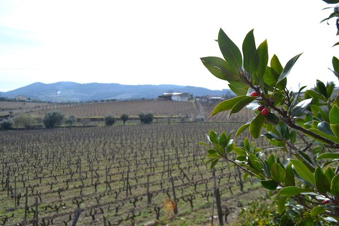 Douro Valley Tour: 2 Vineyard Visits, River Cruise, Winery Lunch - Stop 2 in Sabrosa: Four-Course Winery Lunch and Port Cellar Finale
