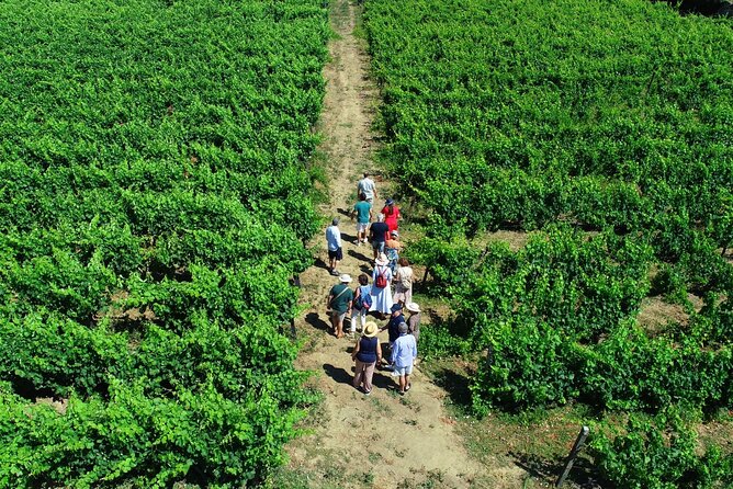 Douro Valley Tour - 3 Wine tastings, Lunch & river Cruise - Casal de Loivos: Familiar Cellar + Olive Oil, Almonds, Bread, and Three Wine Styles