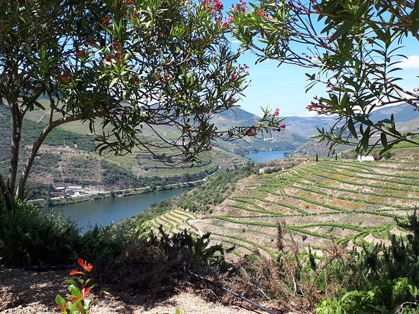 Douro Valley Tour (wine & Food) - Private guide energy, and why the human touch shows up