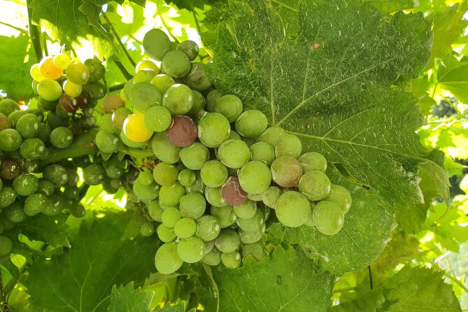 Douro Valley Tour with Train and Vinho Verde - Vila do Pinhão: a quick look at where producing farms concentrate