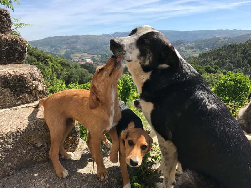 Douro Valley: Traditional Cooking Class, Farm Tour & Lunch - What to Pack So the Day Feels Easy
