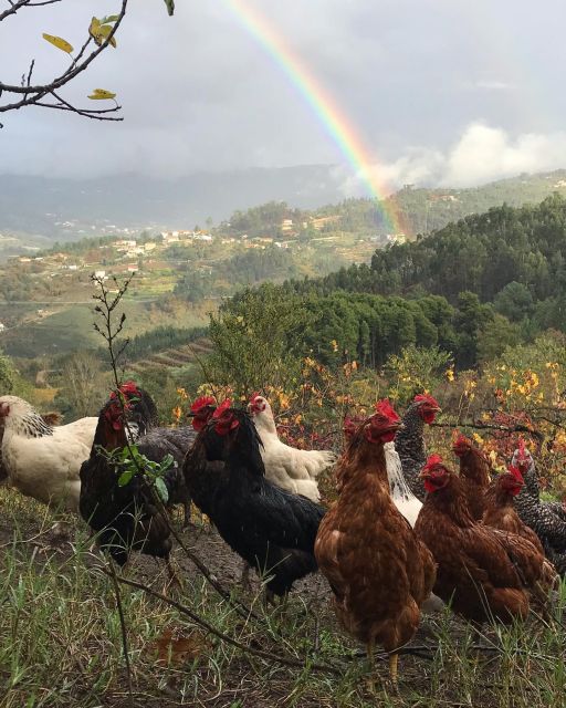 Douro Valley: Traditional Cooking Class, Farm Tour & Lunch - Lunch at a Family Table: Where the Day Becomes Real