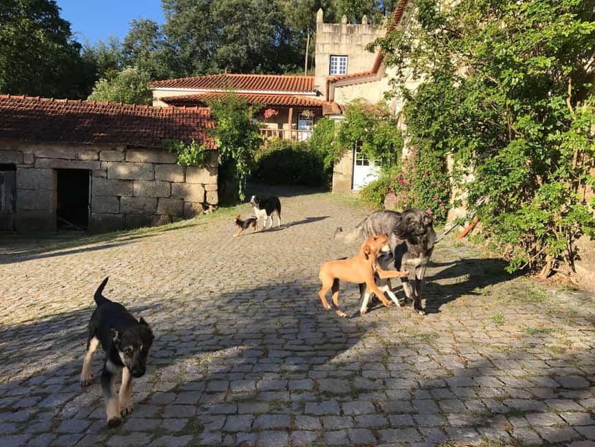 Douro Valley: Traditional Cooking Class, Farm Tour & Lunch - Who Should Book This, and Who Might Prefer Something Else