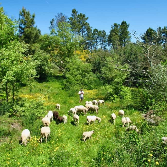Douro Valley: Traditional Cooking Class, Farm Tour & Lunch - Tasting Organic Green Wine, Olive Oil, and Farm Snacks First