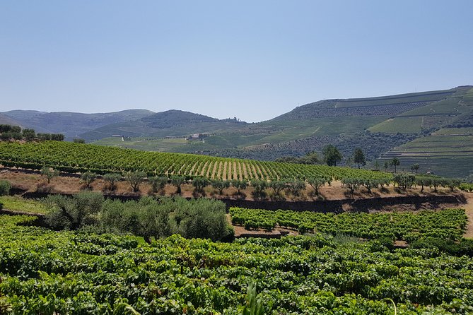 Douro Valley Wine Tour: 3 Vineyard Visits, Wine Tastings, Lunch - Lunch Near Pinhão, Then Sabrosa: Vineyard Food and a Cellar Finale