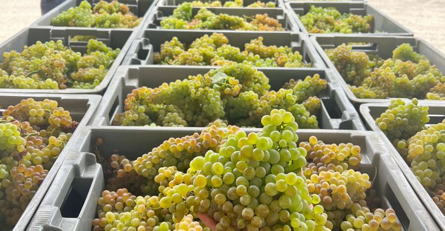 Exclusive 5-wine tasting - Key Highlights You’ll Care About