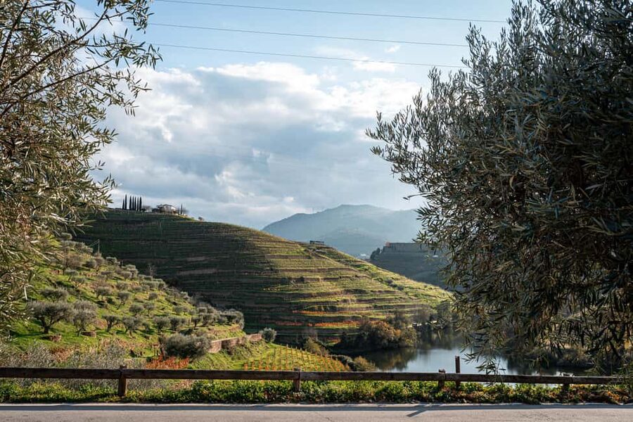 Exclusive Douro Valley: 3 Wineries, 9 Wine Tastings & Lunch - Wine tastings, explained in a way that actually helps
