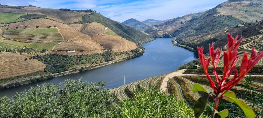 From Peso da Régua: Visit 3 wineries, tasting and viewpoint - Stop 1: Your First Wine Tasting in the Douro Valley