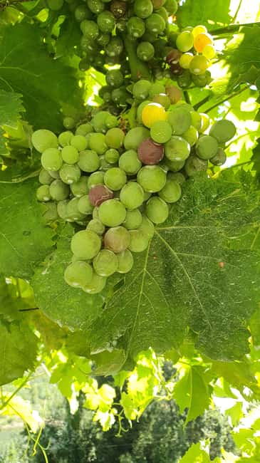 From Porto Day Douro Valley Wine Tour 2 Wine Tasting & Lunch - Second Winery Tasting: What the Guide Helps You Taste